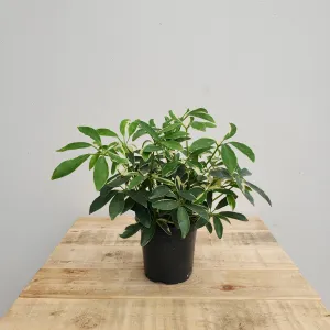 4" schefflera variegated