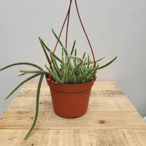 6" rattail cactus hb