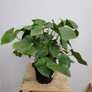 8" anthurium white heart